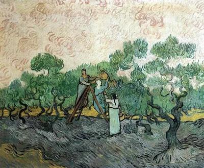 Women Picking Olives by Vincent van Gogh