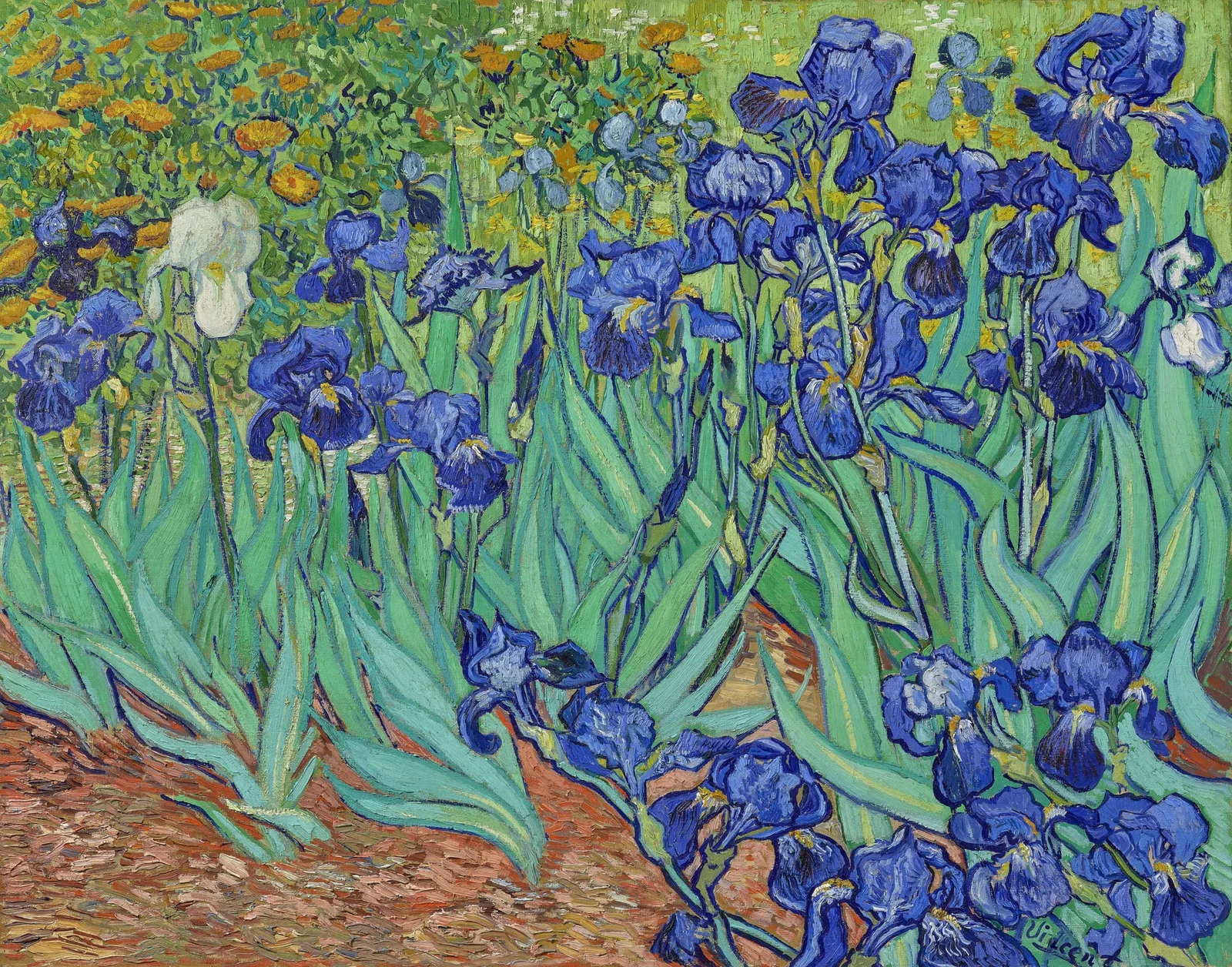A dense bed of blue-violet irises with twisting green leaves fills the canvas above reddish earth, with orange flowers in the upper left corner and a single white iris standing out on the left.