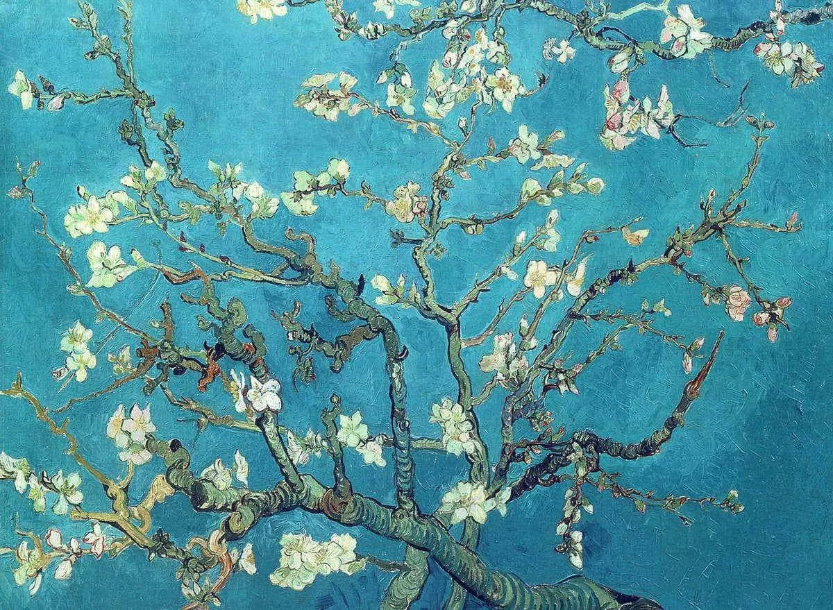 Gnarled branches covered in white almond blossoms with pink buds spread across a flat turquoise-blue sky, filling the canvas from edge to edge with no ground or horizon.